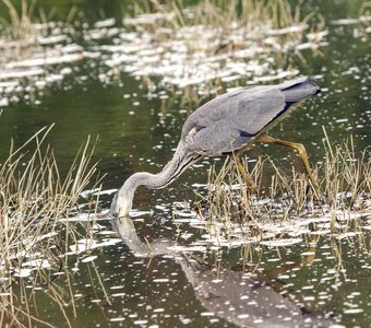 Серая цапля