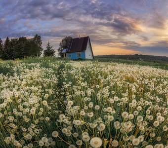 Планета Одуванчиков