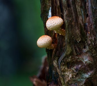 Чешуйчатка