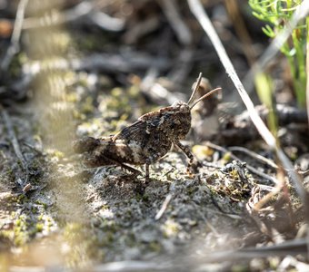Голубокрылая кобылка Oedipoda caerulescens