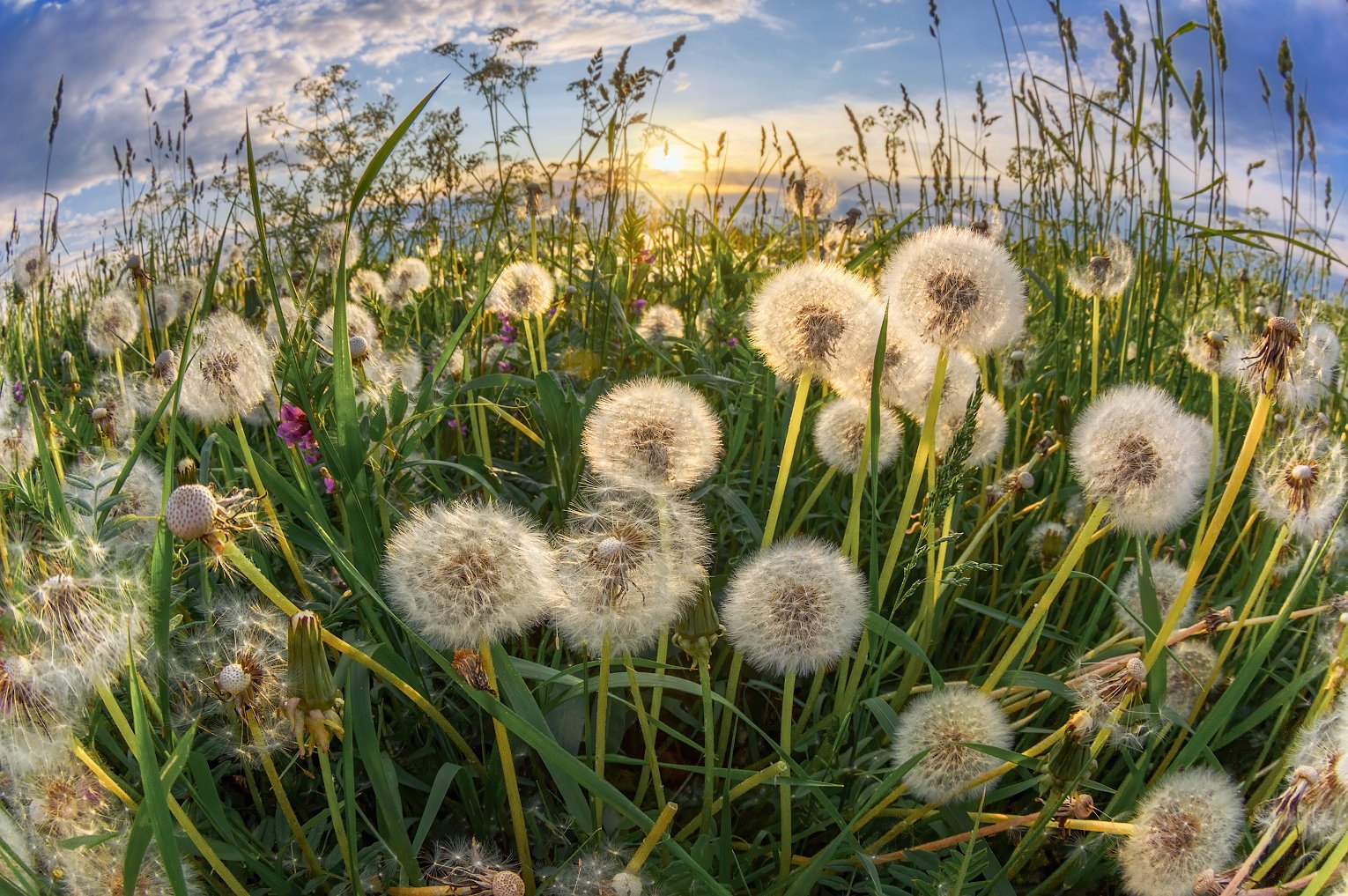 Планета Одуванчиков
