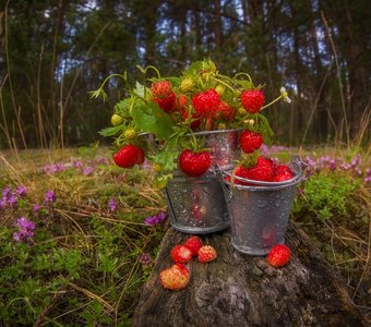 Лесные вкусняшки