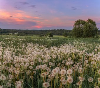 Планета Одуванчиков