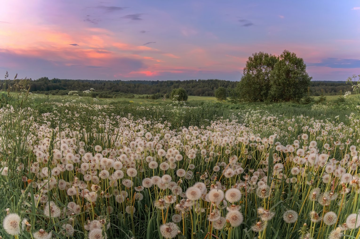 Планета Одуванчиков