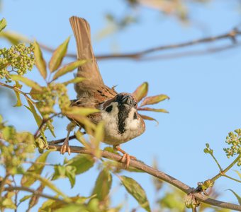 Воробей принял боевую стойку