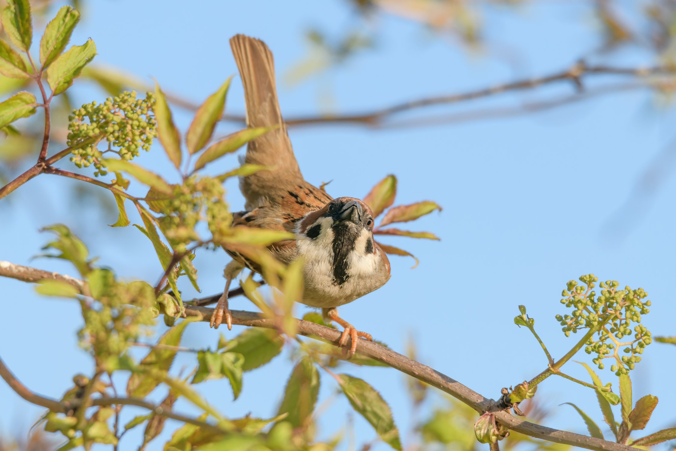 Воробей принял боевую стойку