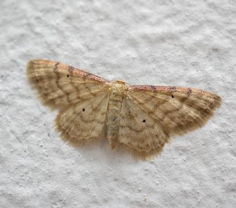 Малая пяденица скромная Idaea humiliata