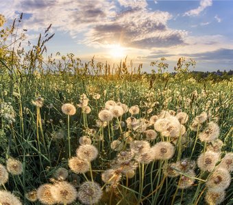 Планета Одуванчиков