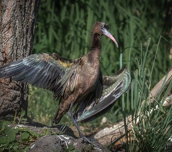 На утреннем солнышке