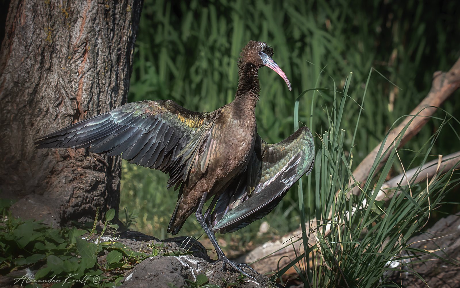 На утреннем солнышке