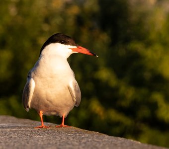 речная крачка на берегу Невы