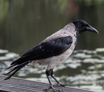 серая ворона