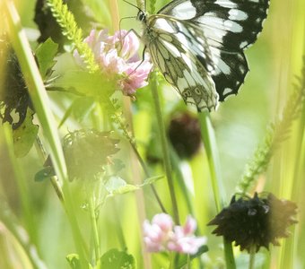 Макроимпрессионизм: Меланаргия Галатея