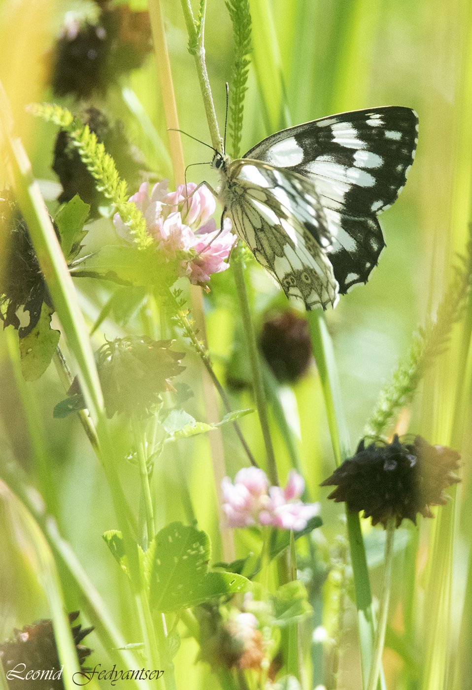 Макроимпрессионизм: Меланаргия Галатея