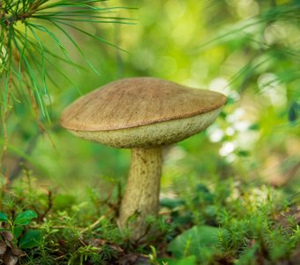 Подберёзовик