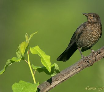 Птичье детство: слёток Чёрного дрозда