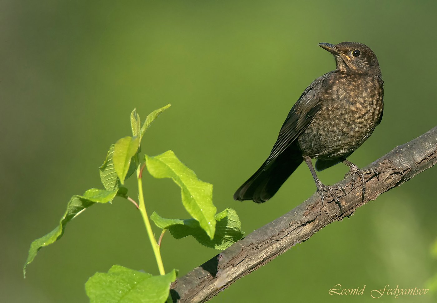 Птичье детство: слёток Чёрного дрозда