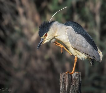 Алло, космос! Прием!