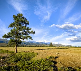 Лиственница и можжевельник