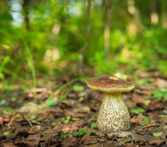 На лесной полянке