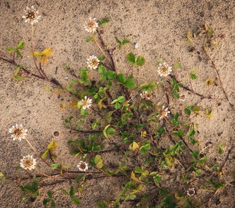 Клевер ползучий