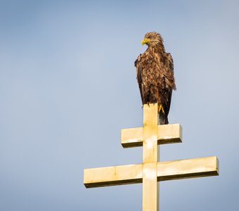 Наблюдатель