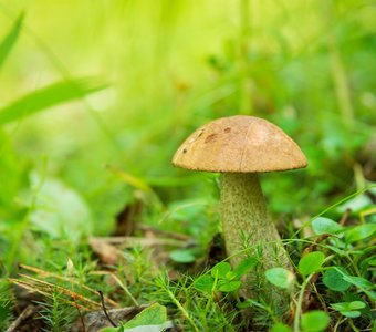 Подберёзовик обыкновенный