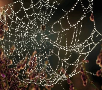 Вся в бриллиантах и блестит