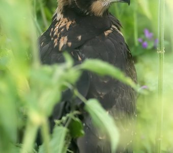 Птичье детство: крапива - мой дом родной