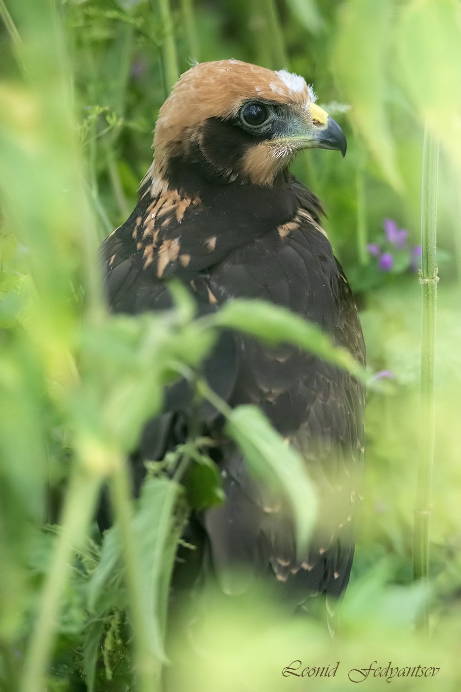 Птичье детство: крапива - мой дом родной