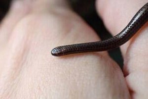 В Барбадосе нашли самую маленькую в мире змею