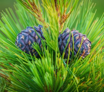 Шишки сосны сибирской