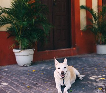 Житель Санто Доминго