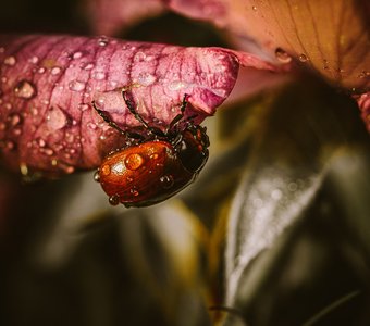 Листоед на розе