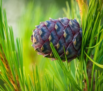 Сосна сибирская кедровая