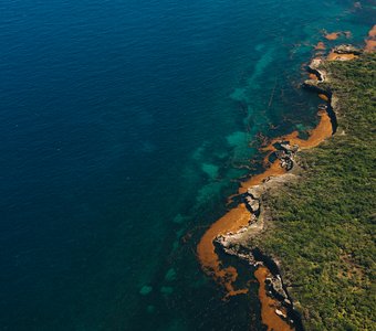 Рыжий привет от Саргассова моря
