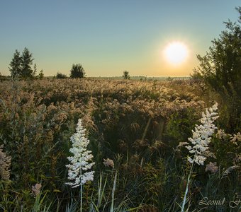 Июльский степной рассвет