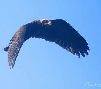 В поиске цели