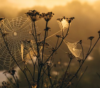 нежные бусы паутины