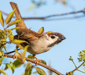 Любопытный воробей