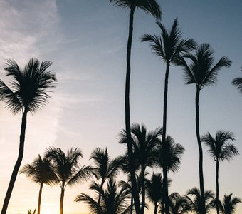 Пальмы Доминиканской Республики