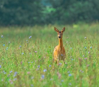 Кто там ходит ?