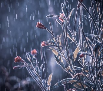 Магия летнего утра