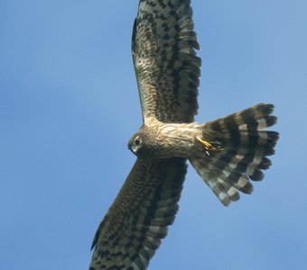 Луговой патруль