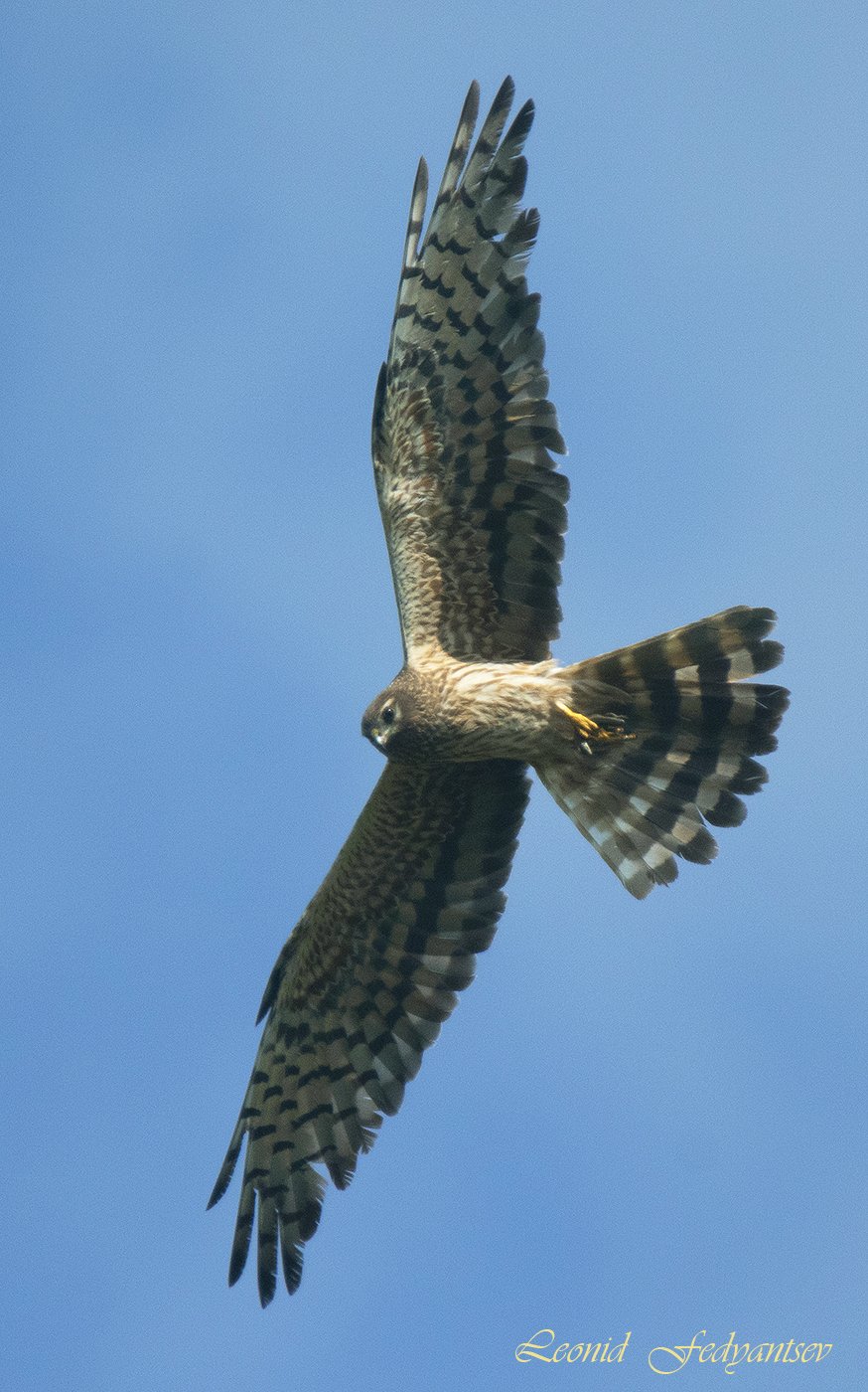 Луговой патруль