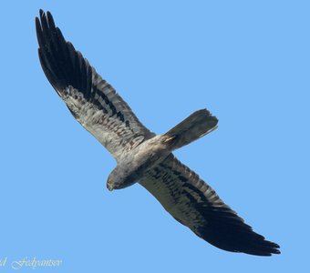 Луговой патруль