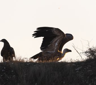 Cтранное соседство