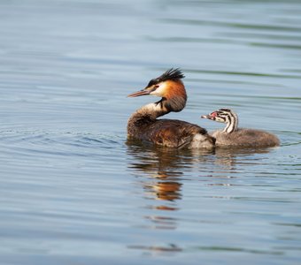 Чомга с птенцом
