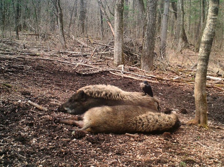 Фото: ФГБУ «Земля леопарда»