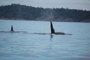 Косатки начали «подкармливать» людей